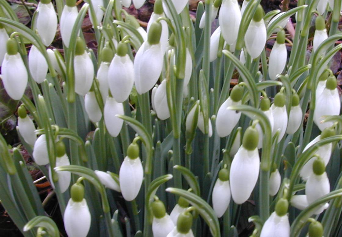 Snowdrop.jpg