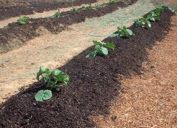 Biosolids.Garden.jpg